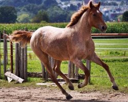 jumper Gw Levi Falada (Bashkir / Bashkir Curly / Curly Horse, 2011, from Teoc's Painted Levi)