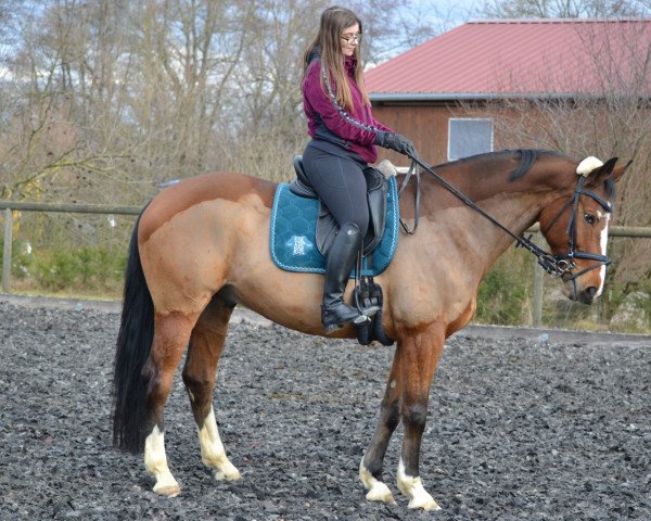 dressage horse Milow 19 (unknown, 2010)