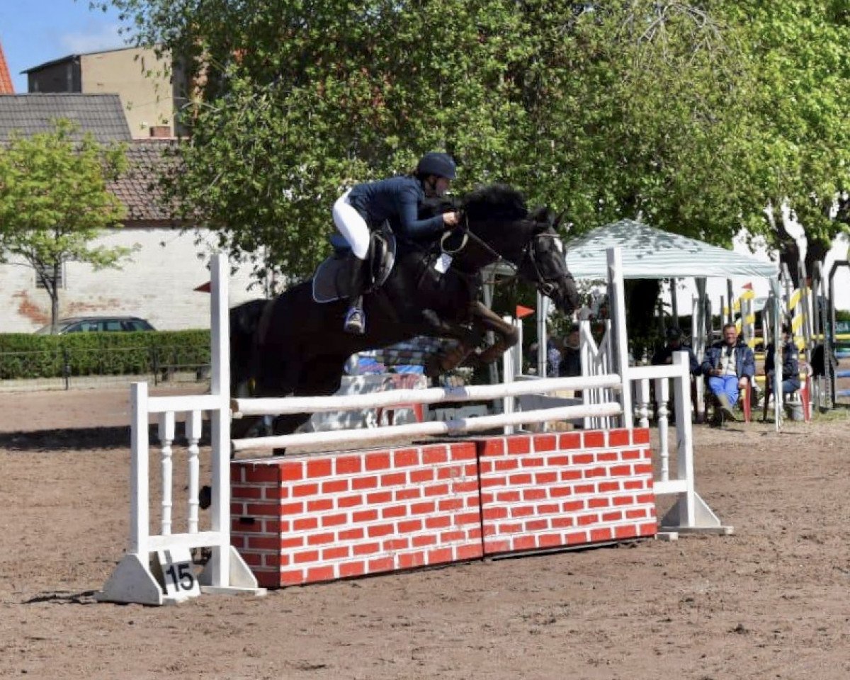 jumper Chiang Mai (Hanoverian, 2004, from Corrado I)