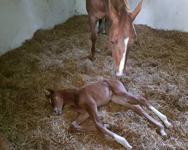 broodmare La Fleur DE Lys (Hanoverian, 2018, from Livaldon)