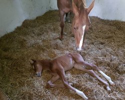 broodmare La Fleur DE Lys (Hanoverian, 2018, from Livaldon)