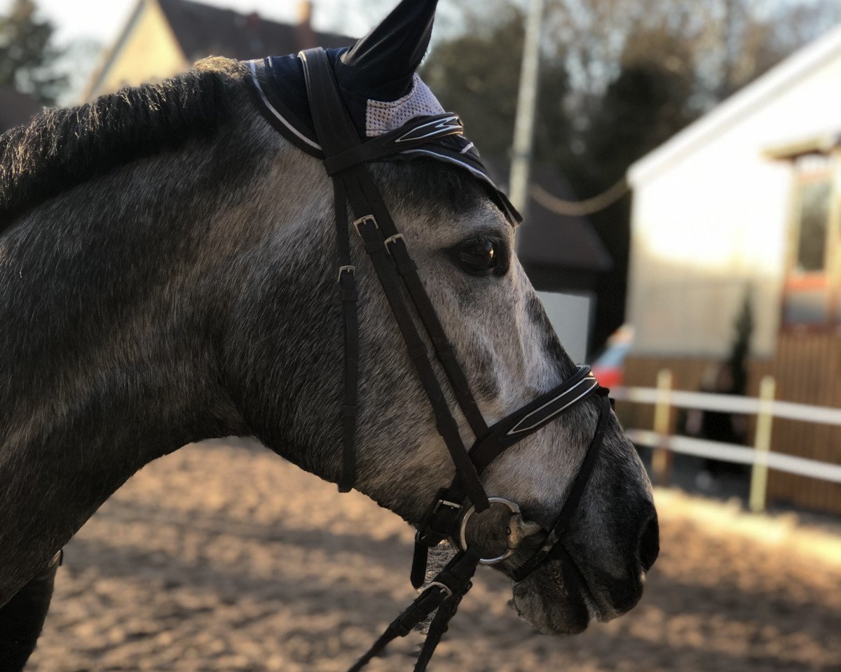 jumper Cornet's Cornada R (Hanoverian, 2013, from Cornado NRW)