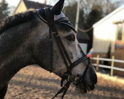 jumper Cornet's Cornada R (Hanoverian, 2013, from Cornado NRW)