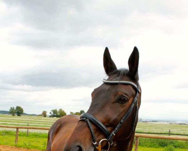 dressage horse Berberys (Polish Warmblood, 2004, from Haluk)