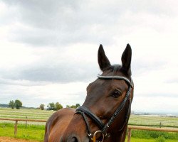 Dressurpferd Berberys (Polnisches Warmblut, 2004, von Haluk)