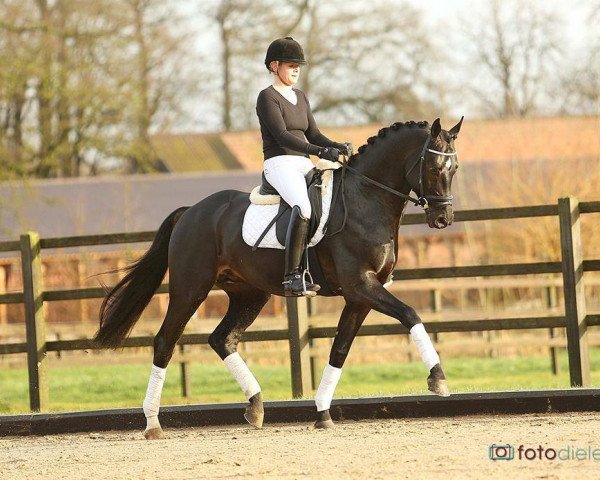 dressage horse Adagio (Hanoverian,  )