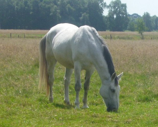 broodmare Urla (Heavy Warmblood, 1998, from Esprit)