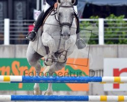 broodmare Colorit's Catara (Württemberger, 2009, from Colorit)