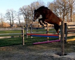 broodmare Balou's Pauline (Hanoverian, 2016, from Balou du Rouet)