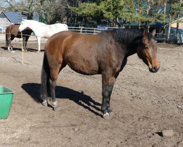 Pferd Sweet Girl KW (Oldenburger, 2015, von Chamberlain D)