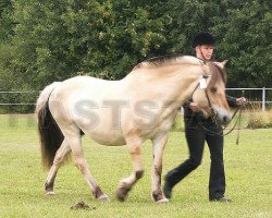 broodmare Tuni 2235 (Fjord Horse, 1983, from Baal 38 SWE)