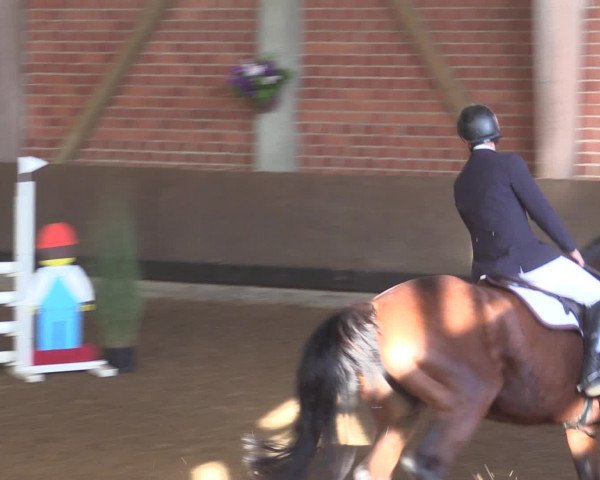 Reitturnier Hüllhorst 2015