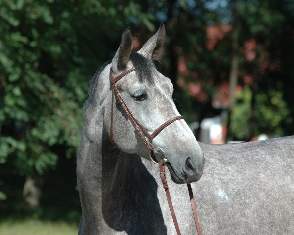 Pferd Rádiháza Ütem (Ungarisches Warmblut, 2001, von Goliath)