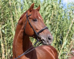 stallion Páholy (Hungarian Warmblood, 1997, from Koppány)