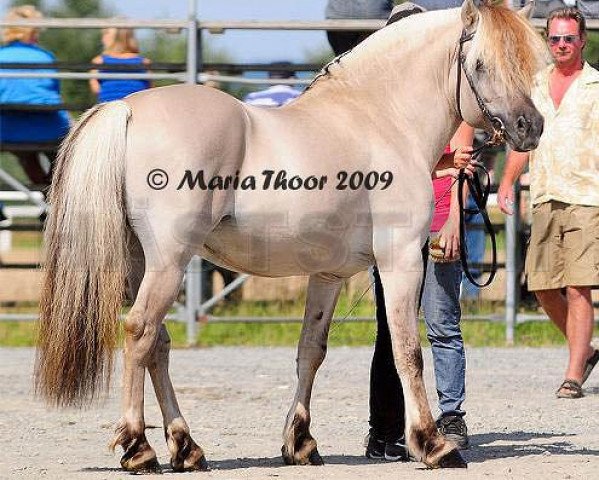 stallion Ronjas Ben Hur (Fjord Horse, 2001, from Bross N.2505)