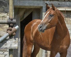 Springpferd Upsala de Luxe CH (Schweizer Warmblut, 2013, von Ukato)