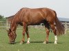 dressage horse Donnelly 6 (Westphalian, 2007, from Dark Fire)