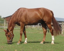 dressage horse Donnelly 6 (Westphalian, 2007, from Dark Fire)