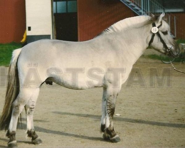 stallion Bross N.2505 (Fjord Horse, 1988, from Bronse N.1887)