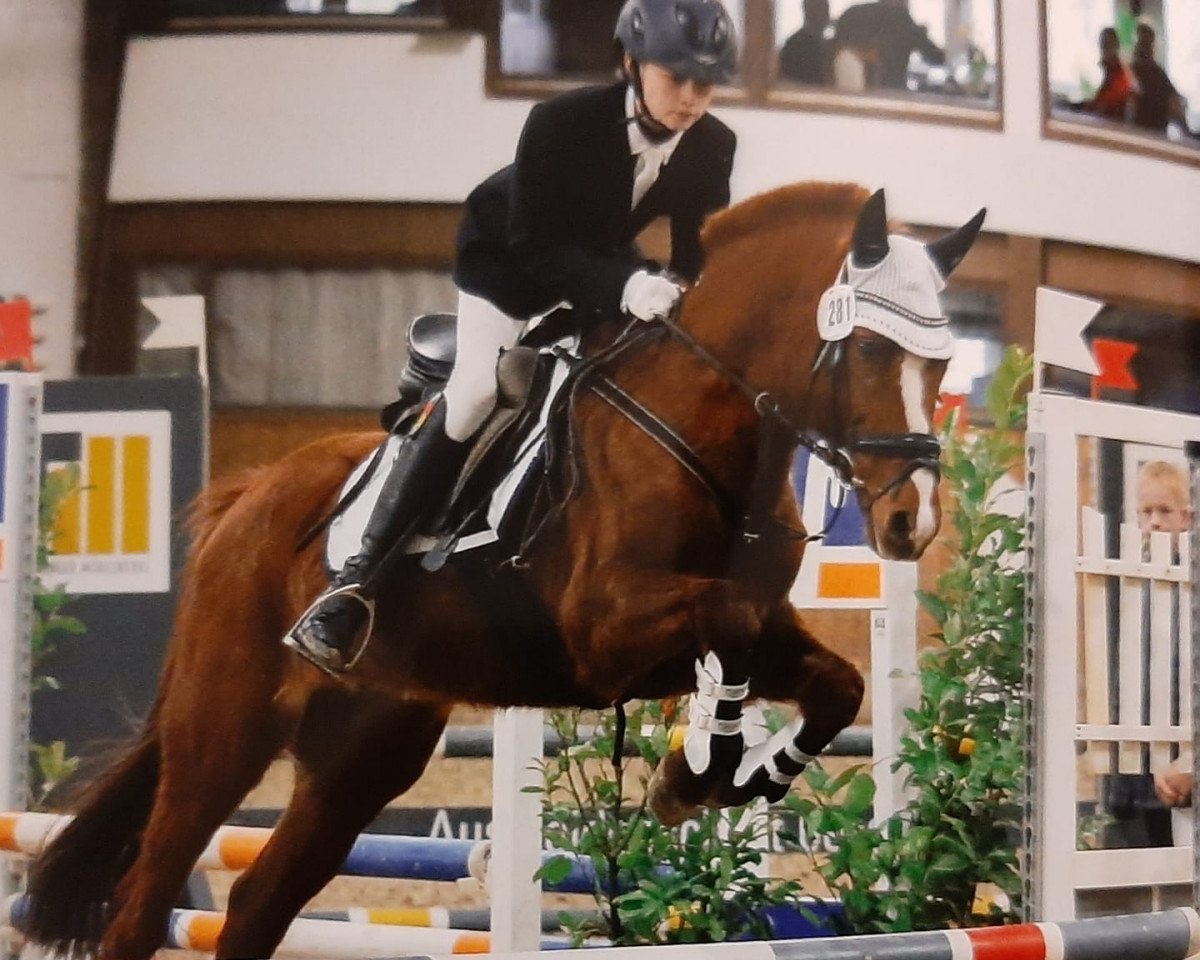 Springpferd Foxy 54 (Edles Warmblut, 2006)