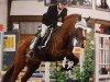 Springpferd Foxy 54 (Edles Warmblut, 2006)