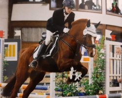 jumper Foxy 54 (Noble Warmblood, 2006)