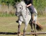 stallion Hirtheguten S.273 (Fjord Horse, 2007, from Lunner Per N.2611)