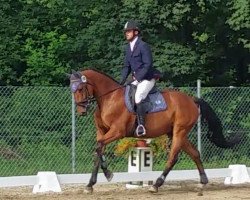 dressage horse Herbstfeuer 10 (Trakehner, 2015, from Laurel)