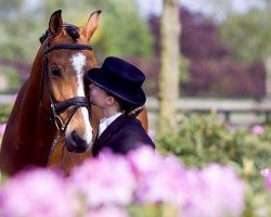 dressage horse Rigoletto 172 (Württemberger, 2001, from Rubin Royal OLD)