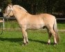 stallion Tecumseh 267 (Fjord Horse, 2006, from Hauk Thun S.222)