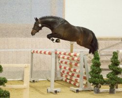 stallion Miraculou SGN (German Riding Pony, 2016, from Miraculix)