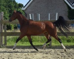 broodmare Madame (German Riding Pony, 2012, from Mason 4)