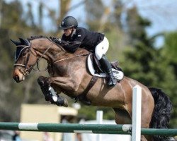 Springpferd Yalambi's Gucci Girl (Australisches Warmblut, 2010, von Yalambi's Carpino Z)