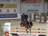 jumper Corella 12 (Oldenburg show jumper, 2014, from Colestus)