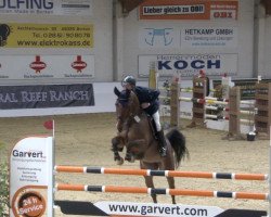 jumper Corella 12 (Oldenburg show jumper, 2014, from Colestus)