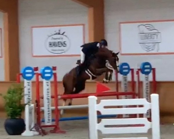 jumper Wiltfang (German Warmblood, 2012, from Wilfred)