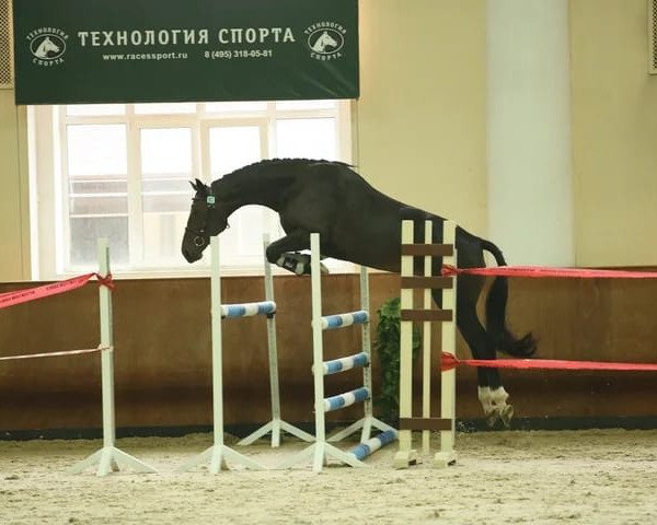 jumper Wahreste (Little German Riding Horse, 2016, from Wilfred)