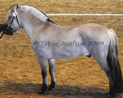 stallion Hauk Thun S.222 (Fjord Horse, 2000, from Lyngheims Grane N-91-2871)