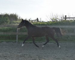 Zuchtstute Castagnettie (KWPN (Niederländisches Warmblut), 2010, von Castellini)