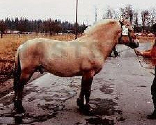 stallion Nore 20 SWE (Fjord Horse, 1962, from Heggtind N.1611)