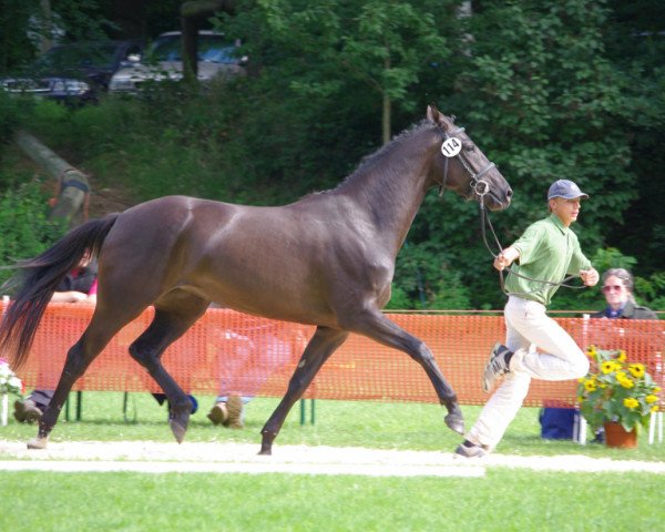 broodmare Crystall Blue (German Warmblood, 2006, from Christiano)