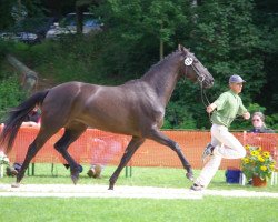 broodmare Crystall Blue (German Warmblood, 2006, from Christiano)