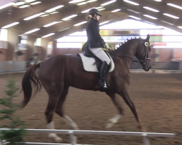 Reitturnier Hüllhorst 2015