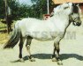 stallion Napping (Fjord Horse, 1958, from Nappen N.1516)