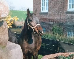 Zuchtstute Dajana (Hannoveraner,  , von Dakar)