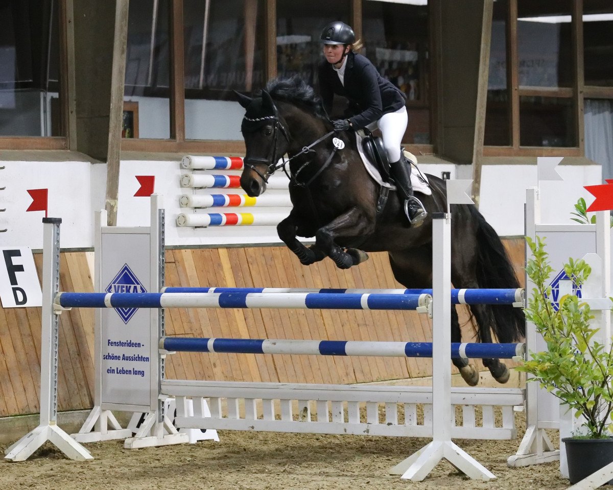 broodmare Avita S 3 (Westphalian, 2013, from Arpeggio)