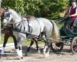 Pferd Fantasia (Mecklenburger, 2015, von Fiepes Winged xx)