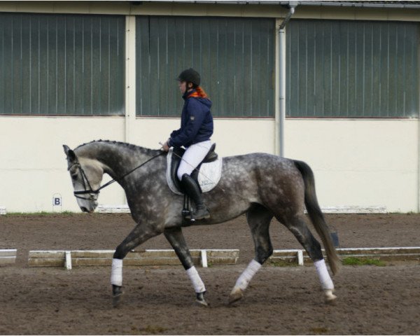 dressage horse Sir Alfonso (Mecklenburg, 2014, from Sir Galanto)