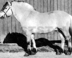 stallion Leung 9 SWE (Fjord Horse, 1958, from Linjar 1 SWE)