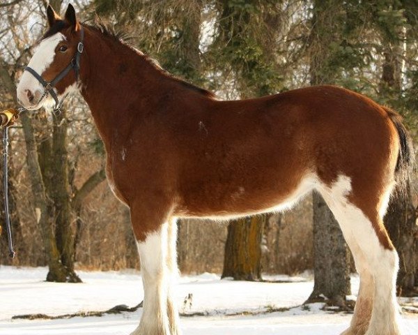 horse Dasher's Bella (Clydesdale, 2008, from Greendykes Sunset)